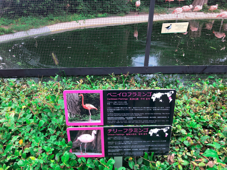 天王寺動物園　フラミンゴ　看板