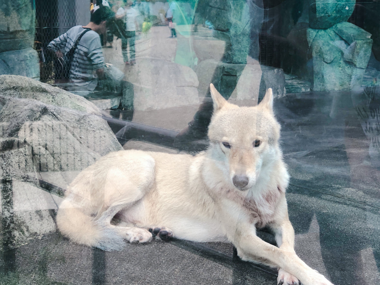 天王寺動物園　チュウゴクオオカミ