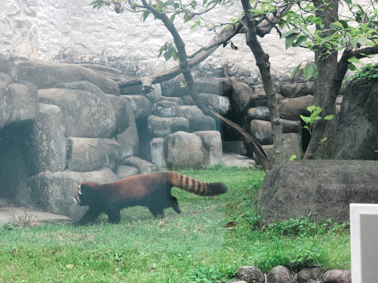 天王寺動物園　レッサーパンダ