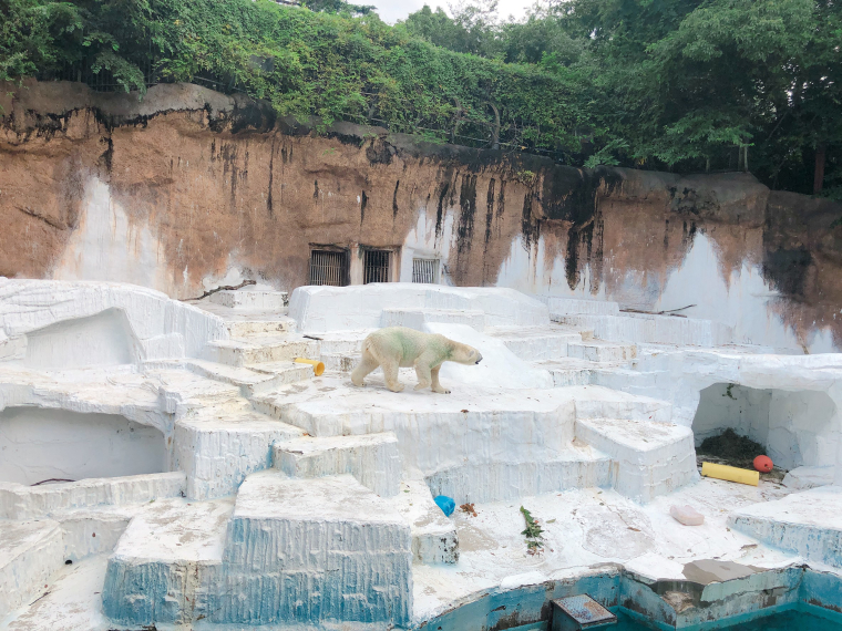 天王寺動物園　シロクマ