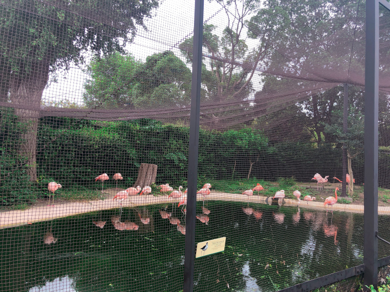 天王寺動物園　フラミンゴ