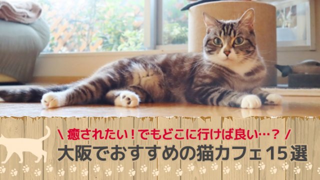 大阪の猫カフェおすすめ16選 里親探しもできる Osaka 大阪ええとこ案内