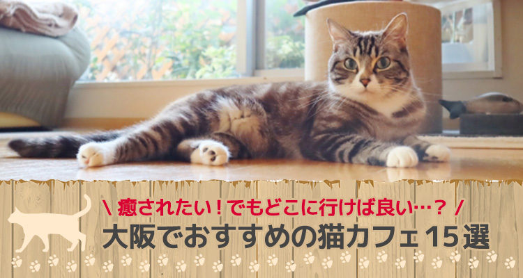 大阪の猫カフェおすすめ16選 里親探しもできる Kansai 関西ええとこ案内